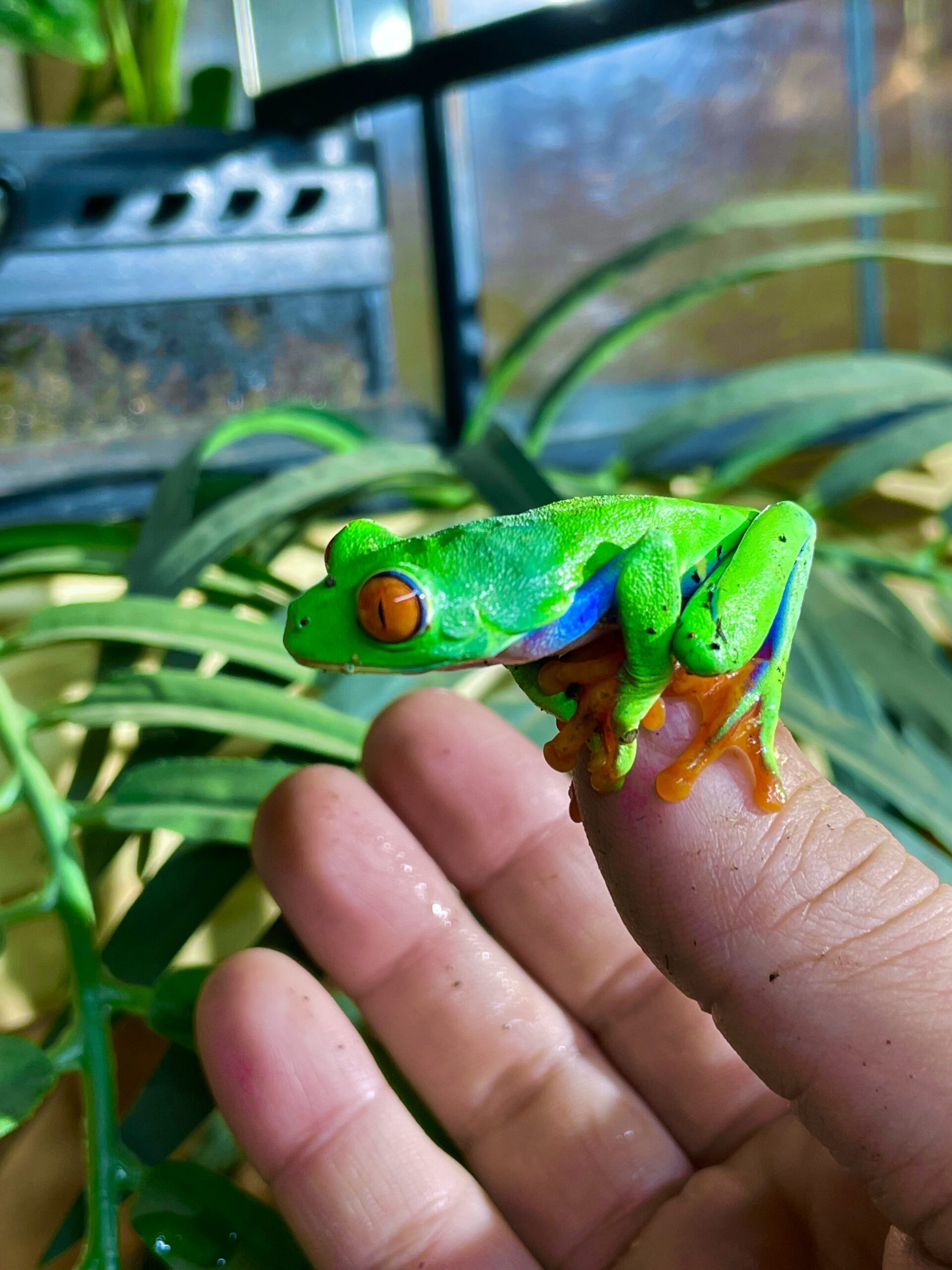 アカメアマガエル